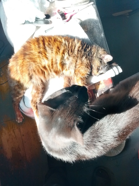 Lap dances, strippers and punch-ups - the Excellent Cats arrange a stag party