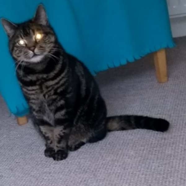 Show me the most unhinged looking photo you have of your cat