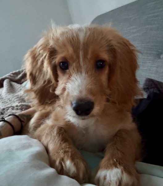 Puppy Blues
