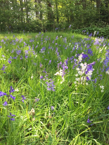 Do there look like english or spanish bluebells?