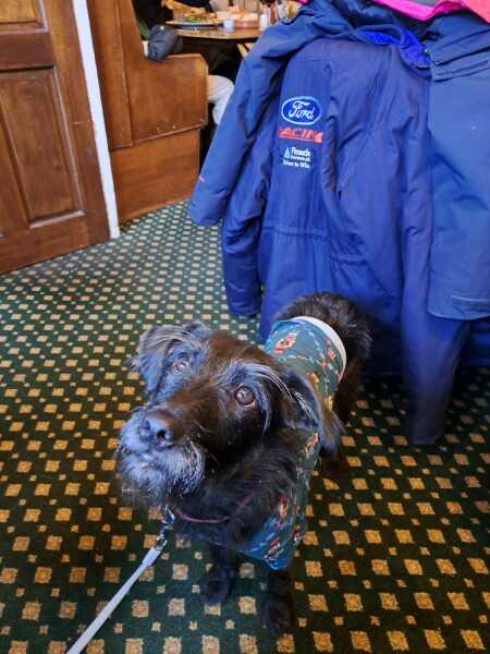 Puppy blues due to dirty house - will this get better?