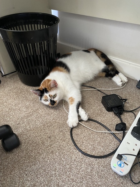 Anyone got a tortie?