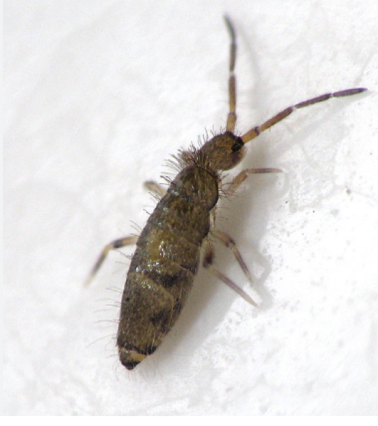 To think this is a cockroach?