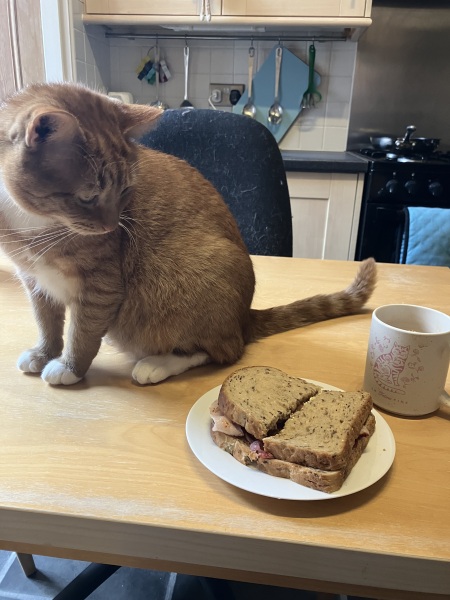 Cat has eaten bolognese sauce