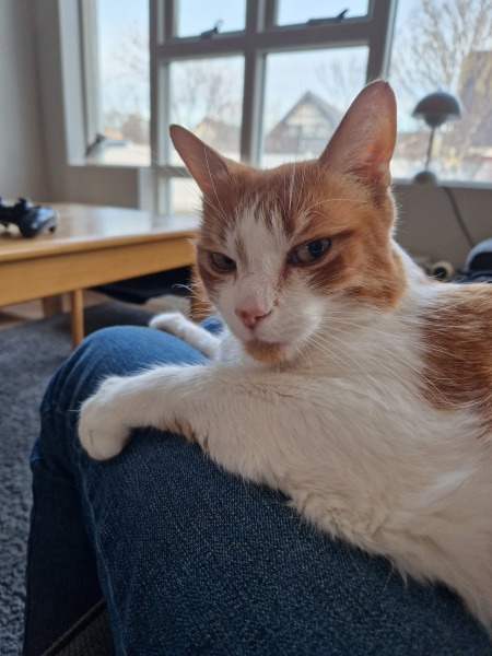 Lap dances, strippers and punch-ups - the Excellent Cats arrange a stag party