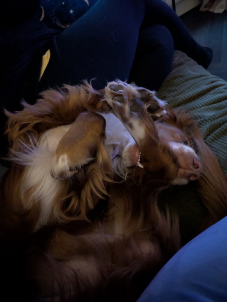 Adolescent Dog Survival Thread - get teenage licks right through the night!