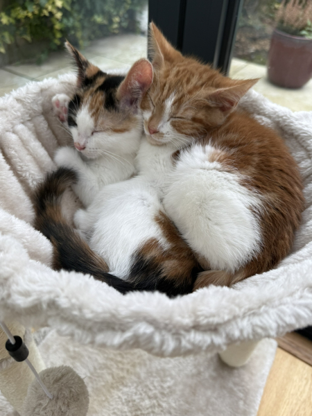 Massive lump on kittens back after 2nd jab