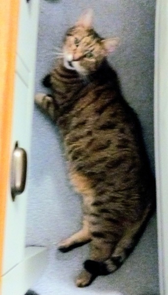 Lap dances, strippers and punch-ups - the Excellent Cats arrange a stag party