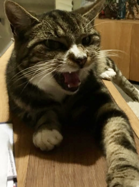 Show me the most unhinged looking photo you have of your cat
