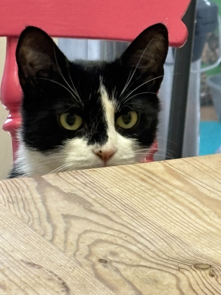 New rescue cat question