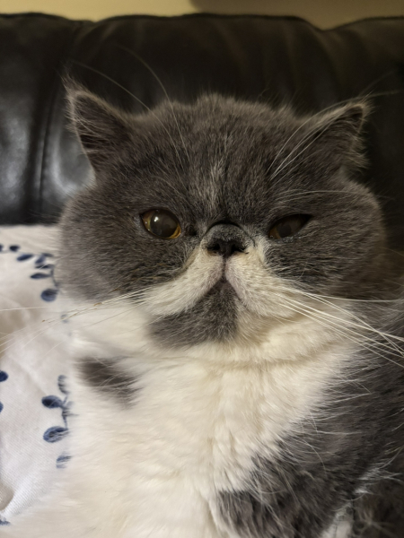 Pampered, Persian, Princess Penelope