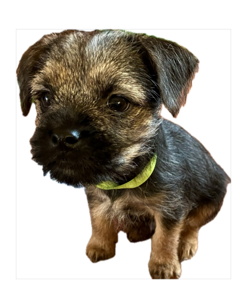 Puppy's jabs coming up ... any advice or tips?