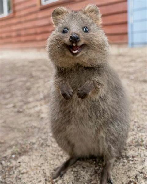 Hamsters are illegal?!