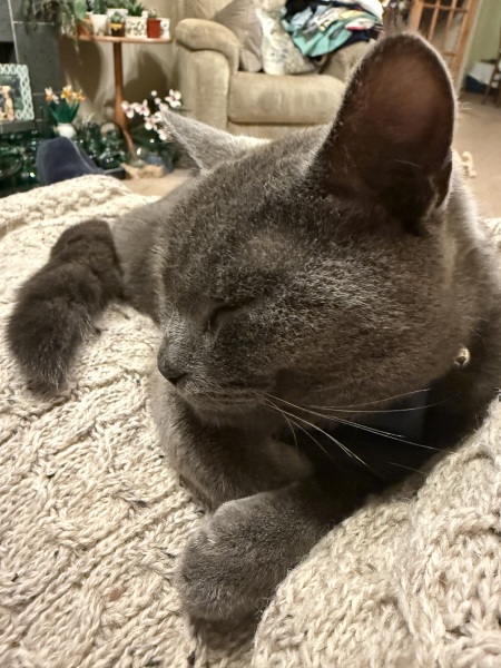 Lap dances, strippers and punch-ups - the Excellent Cats arrange a stag party