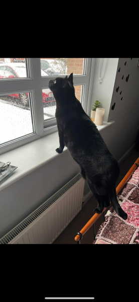 Cat has eaten bolognese sauce