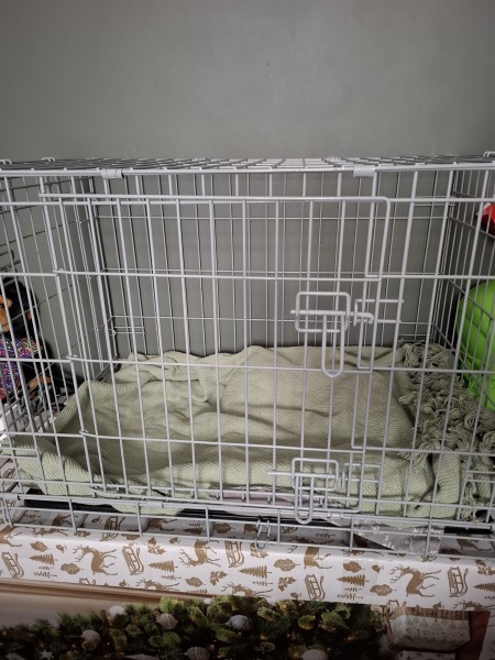Picking up our cat that's been 'missing' for years