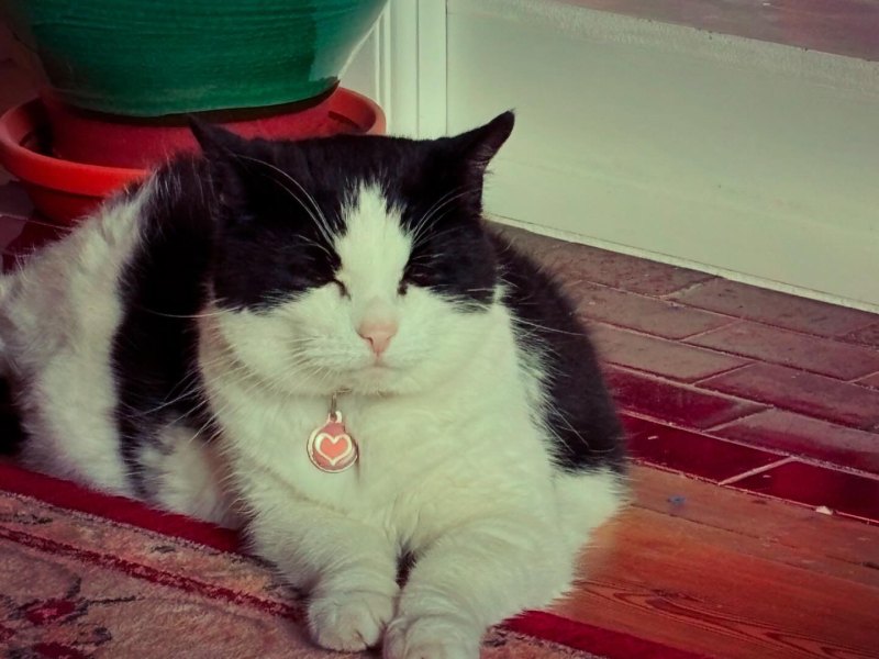 Rescue cats, show me yours!
