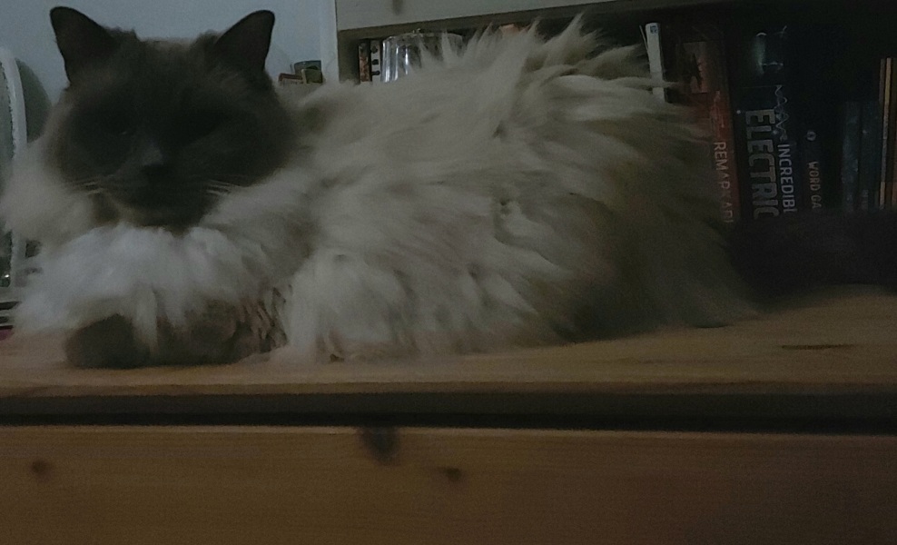 Ragdoll cats are not like typical cats...