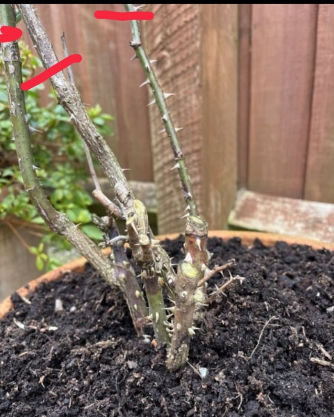 Rose pruning