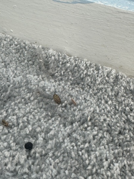 Woodlice in my spare room downstairs
