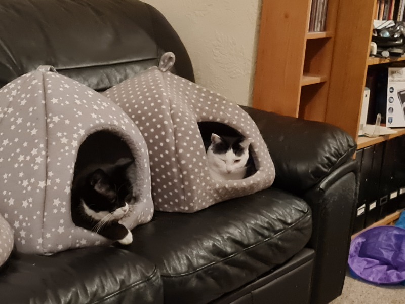 Lap dances, strippers and punch-ups - the Excellent Cats arrange a stag party