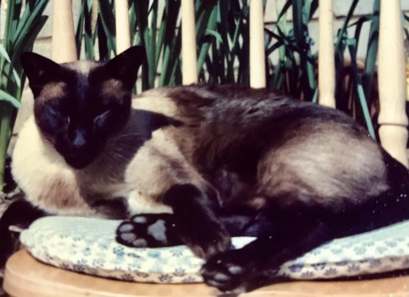 Siamese cats - what is the breed like?