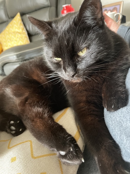 Rescue cats, show me yours!