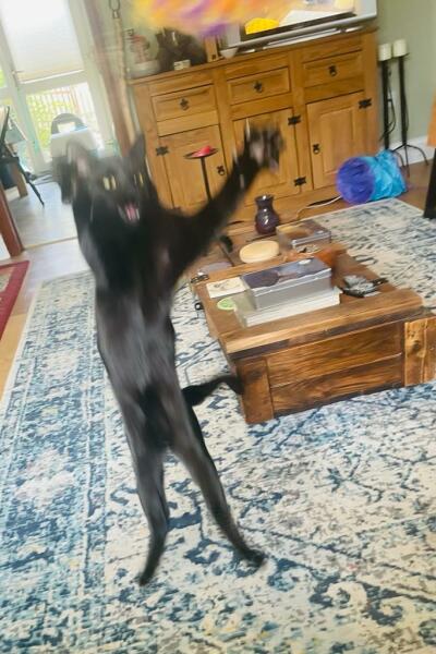 Show me the most unhinged looking photo you have of your cat