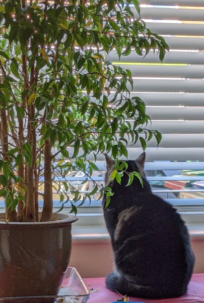 Ridiculous things we do for our cats