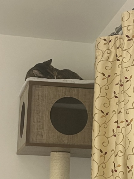 Lap dances, strippers and punch-ups - the Excellent Cats arrange a stag party