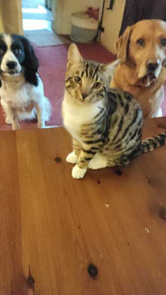 Lap dances, strippers and punch-ups - the Excellent Cats arrange a stag party