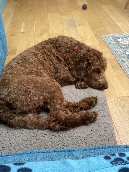 Adolescent Dog Survival Thread - get teenage licks right through the night!