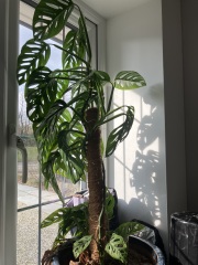 What do I actually do with this (houseplant related!)