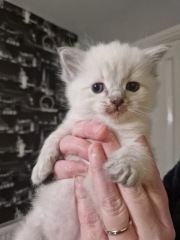 Ragdoll cats are not like typical cats...