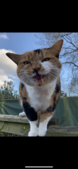 Show me the most unhinged looking photo you have of your cat