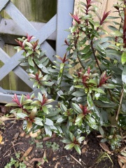 Shrub identification (pics)