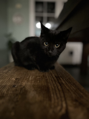 Rescue cats, show me yours!