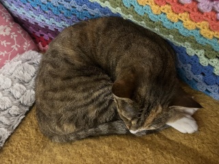 Lap dances, strippers and punch-ups - the Excellent Cats arrange a stag party