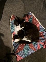 Rescue cats, show me yours!