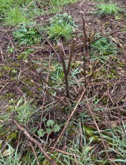 Plant identification - shrubs on new allotment