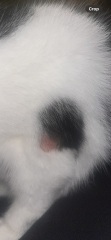 Help! Cat losing fur in patches?