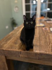 Rescue cats, show me yours!