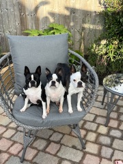 Anyone have a Boston Terrier in their life?