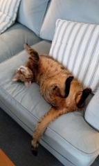 Lap dances, strippers and punch-ups - the Excellent Cats arrange a stag party