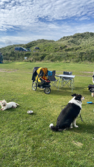 What would you think if you saw dogs in their own pram?