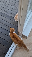 Lap dances, strippers and punch-ups - the Excellent Cats arrange a stag party