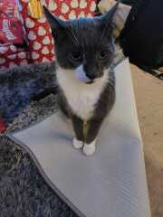 Rescue cats, show me yours!