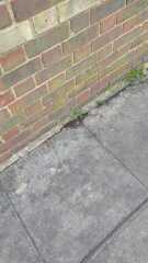So much dog poo - what can be done?