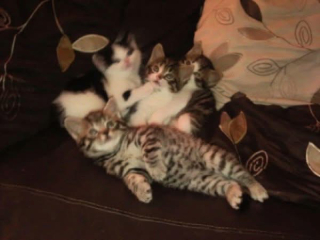 Treat or euthanise senior cat and seizures