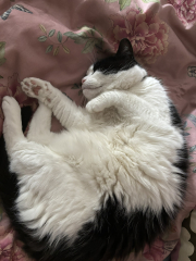 Rescue cats, show me yours!